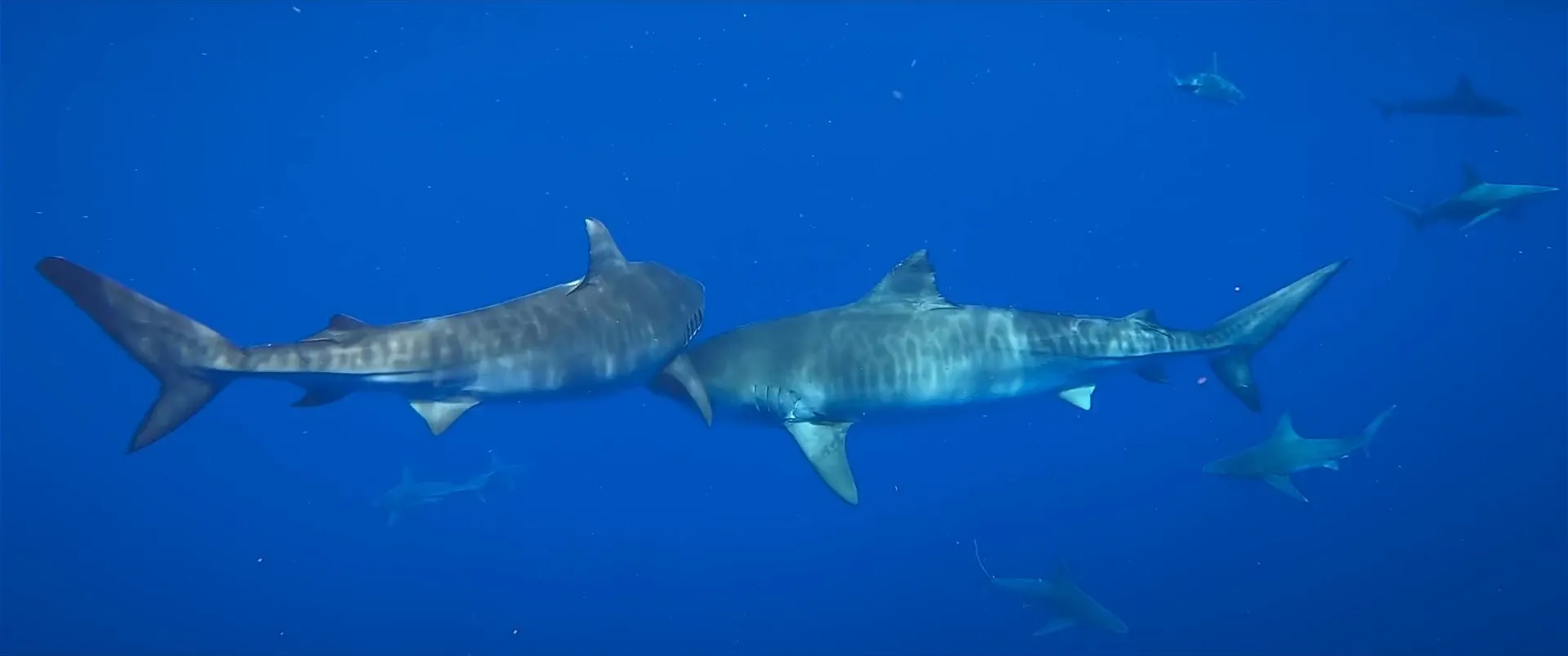Shark Whisperer 2025 Hindi Dual Audio WEB-DL 720p - 480p - 1080p Screenshot