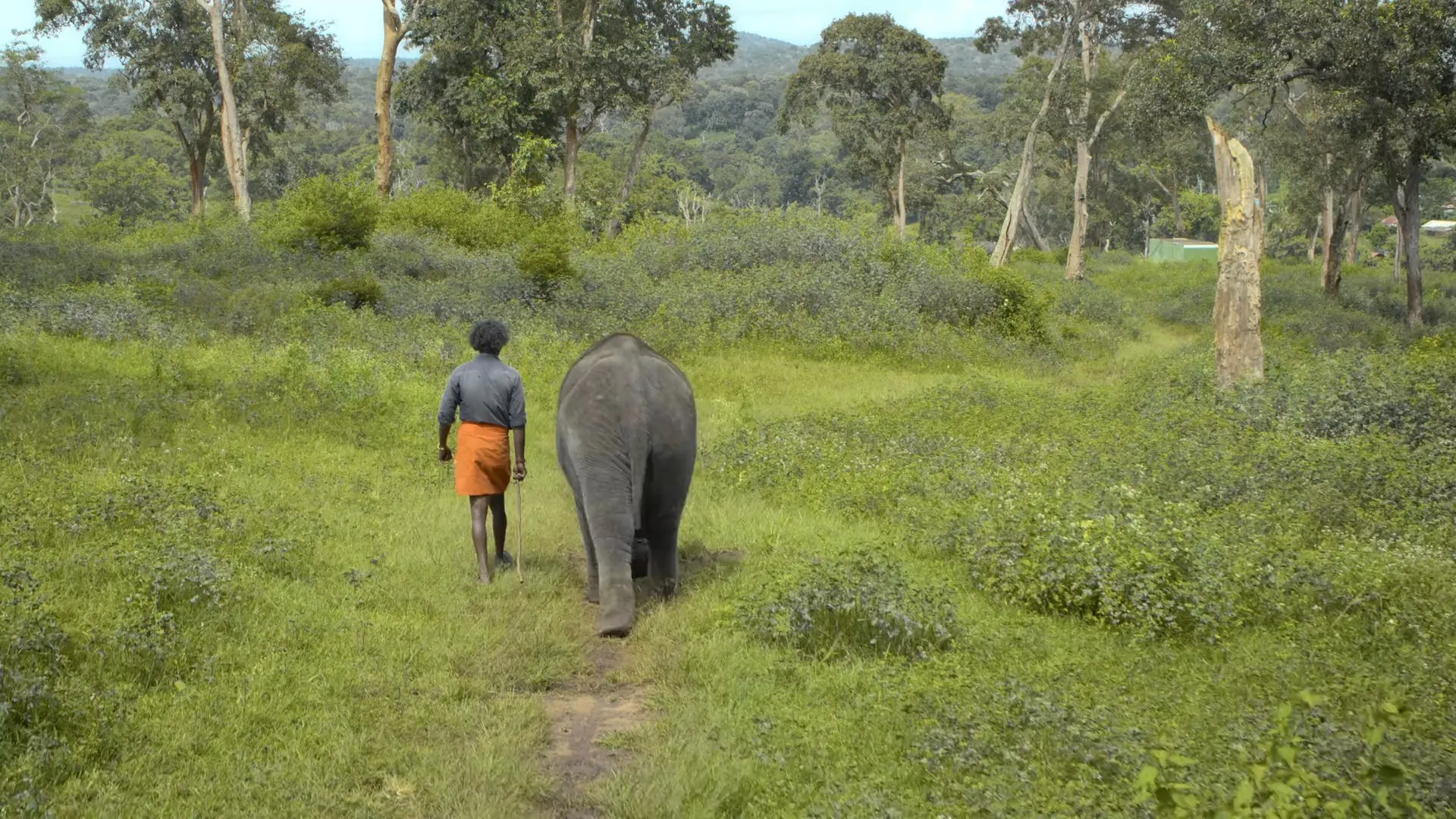 The Elephant Whisperers (2022) Hindi Dual Audio HDRip 720p – 480p Screenshot