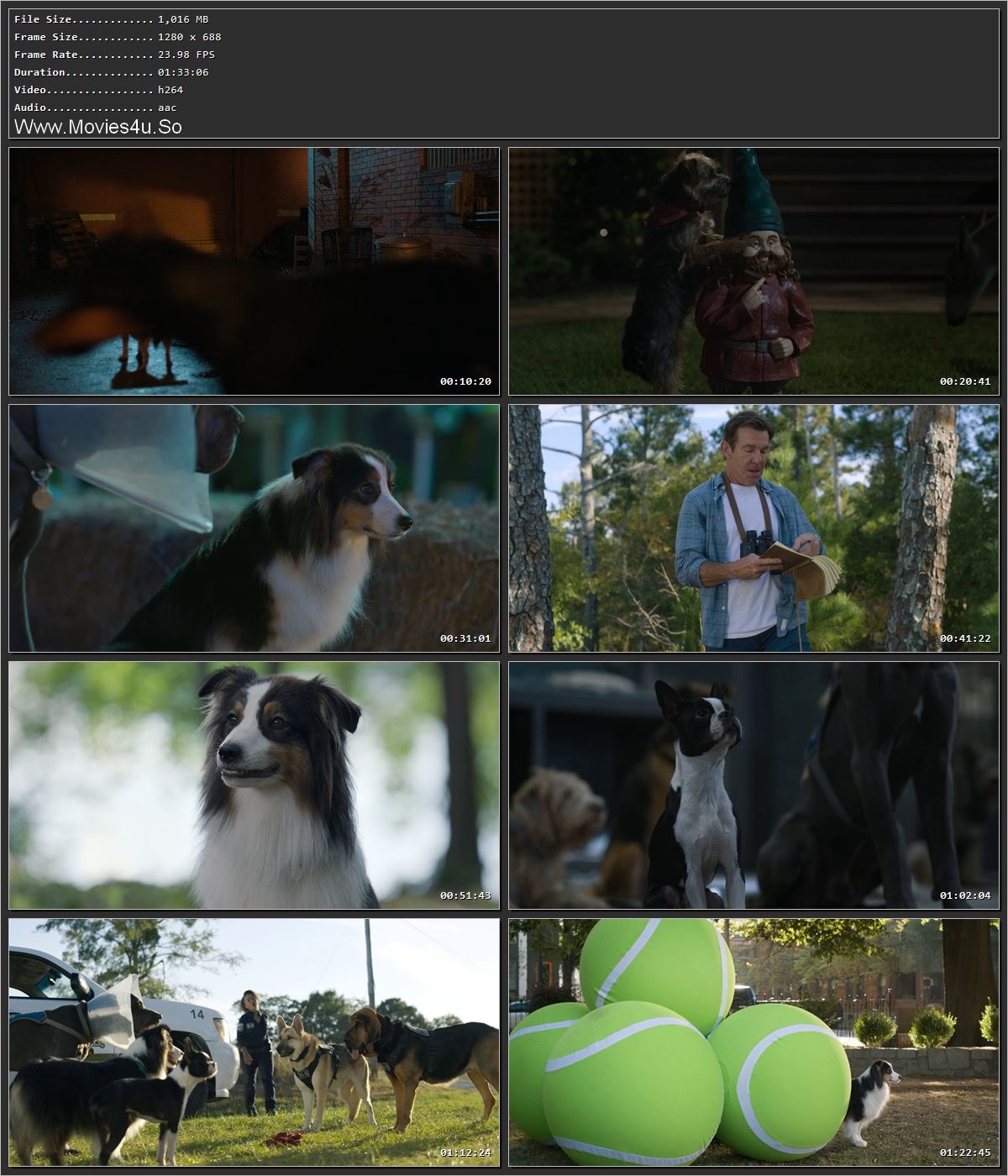 Strays (2023) Hindi Dual Audio HDRip 720p – 480p Screenshot